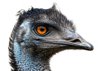 Detailed close-up portrait of an emu's head and neck, showcasing its vibrant orange eye and textured feathers, isolated on transparent background