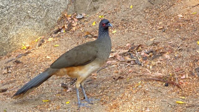 Chaco Chachalaca bird standing on dry ground in a natural habitat. A profile view of a Chaco Chachalaca (Ortalis canicollis) foraging on sandy soil. Sharp focus on the bird's grey head.