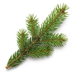 Fresh pine branch against white background isolated on white background