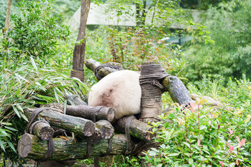 Cute Giant Panda, Ailuropoda melanoleuca or panda bear in forest at Chengdu Panda Breeding Research Center Dujiangyan. landmark and popular for tourists attractions in Chengdu, China.