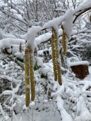 Haselnuss bl&uuml;ht am Baum im Winter mit Schnee