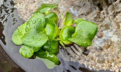 Fresh green water hyacinth floating on a garden pond with water drop
