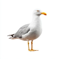 Obraz premium Close Up Full Body View Of A Seagull Standing On Its Orange Legs With White And Gray Feathers And Yellow Beak Isolated On White