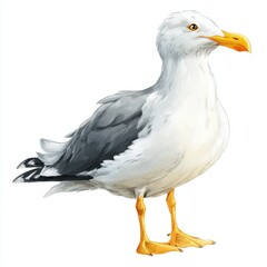 Obraz premium Detailed Portrait Of A Seagull Standing Against A White Background With Yellow Beak And Feet
