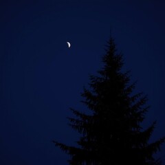Serene nighttime scene with crescent moon shining above tall evergreen tree