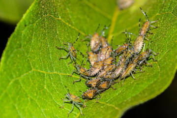 Fototapeta premium A macro shot of a group of orange and black Brown Marmorated Stink Bug nymphs (Halyomorpha halys) clustered together on a bright green leaf, showcasing their distinct markings and striped antennae.