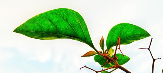 Close up green leaves natural background