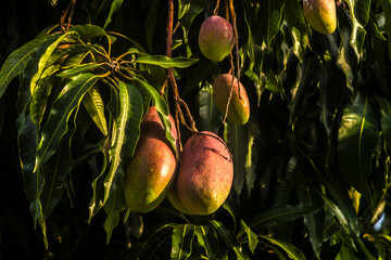 Close-up of ripe Tommy Atkins mangoes hanging from a lush green mango tree branch under the sun in Brazil
