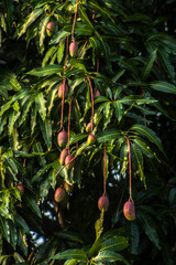 Close-up of ripe Tommy Atkins mangoes hanging from a lush green mango tree branch under the sun in Brazil