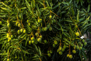 A lush mango tree (Mangifera indica) heavy with clusters of green, unripe fruits in Brazil. A symbol of tropical agriculture, growth, and the promise of a sweet, natural harvest.