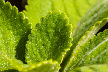 Close-up of fresh, wet green leaves of Boldo (Plectranthus barbatus), a famous medicinal herb from Brazil, showcasing its rich, moist texture.