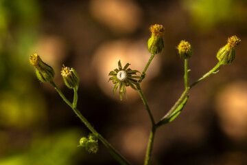 Macro photo of Emilia sonchifolia (lilac tasselflower), showing flower buds and a developing seed head with its pappus ready for wind dispersal.