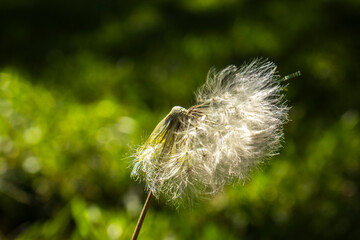 A delicate dandelion seed head partially dispersed by the wind. This macro image captures the concepts of fragility, change, and the natural cycle of life against a soft green background.