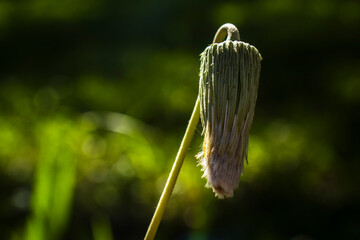 Macro of a dandelion head post-bloom, drooping as it transforms into a seed pappus. Backlit by sun, it shows nature's cycle of renewal, fragility, and resilience against a soft green background.