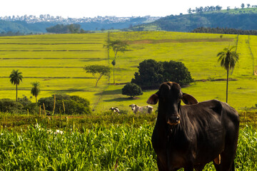 A herd of white Nelore (Zebu) cattle with a prominent black bull graze in a lush pasture in rural Brazil, showcasing the country's vast livestock industry.