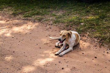 A light-colored mutt dog rests on a unpaved dirt road in Brazil. The scene evokes themes of abandonment, resilience, and social neglect in a rural or underdeveloped area.