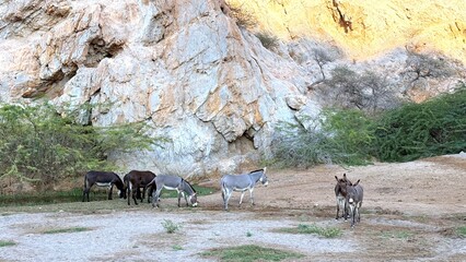 Wild Animals Roam, Creatures Explore Rough Terrains Freely, Animals Inhabit Harsh And Rugged Natural Environments, Wild Creatures Migrate Across Jagged And Barren Wilderness Landscapes Extensively