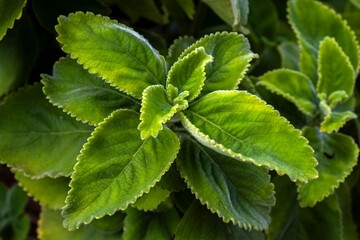Close-up of fresh, wet green leaves of Boldo (Plectranthus barbatus), a famous medicinal herb from Brazil, showcasing its rich, moist texture.