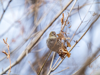 Eurasian siskin female, latin name spinus spinus, sitting on branch of tree. Cute little yellow songbird.