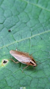 Field Cockroach on the leaf, Blattella Vaga