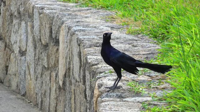 Great-tailed Grackle bird perched on a stone wall next to green grass. A black iridescent Great-tailed Grackle (Quiscalus mexicanus) stands on a rustic rock border. 