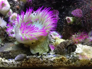 Fototapete Rund Korallentiere coral reef in the sea  © Chris