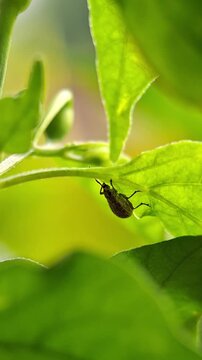 Pepper Weevil under the leaves of a chili pepper plant, Anthonomus eugenii and Capsicum annuum