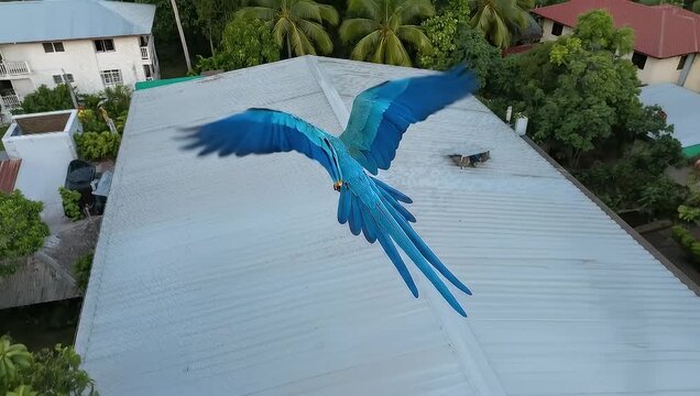 A vibrant blue macaw in mid-flight soaring above rooftops, stunning aerial view