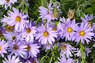 In autumn, colorful chrysanthemums bloom beautifully in the garden, fully showcasing the beauty of nature