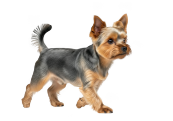 Yorkshire terrier dog walking isolated on transparent background