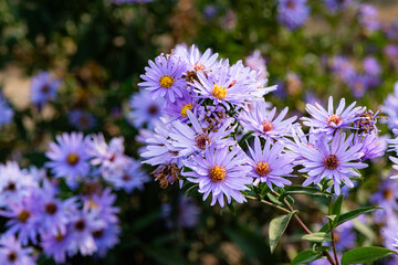 In autumn, colorful chrysanthemums bloom beautifully in the garden, fully showcasing the beauty of nature