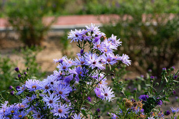 In autumn, colorful chrysanthemums bloom beautifully in the garden, fully showcasing the beauty of nature