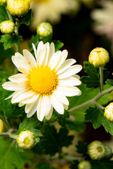 In autumn, colorful chrysanthemums bloom beautifully in the garden, fully showcasing the beauty of nature