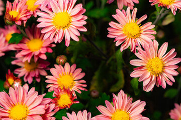 In autumn, colorful chrysanthemums bloom beautifully in the garden, fully showcasing the beauty of nature