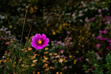 In autumn, colorful chrysanthemums bloom beautifully in the garden, fully showcasing the beauty of nature