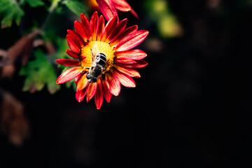 In autumn, colorful chrysanthemums bloom beautifully in the garden, fully showcasing the beauty of nature