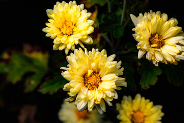 In autumn, colorful chrysanthemums bloom beautifully in the garden, fully showcasing the beauty of nature