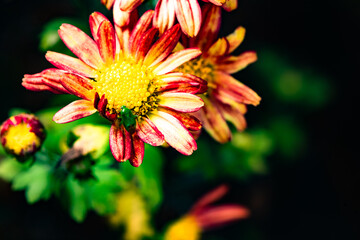 In autumn, colorful chrysanthemums bloom beautifully in the garden, fully showcasing the beauty of nature