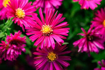 In autumn, colorful chrysanthemums bloom beautifully in the garden, fully showcasing the beauty of nature