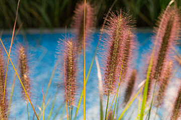 The wolf grass planted in the park provides visitors with a viewing experience