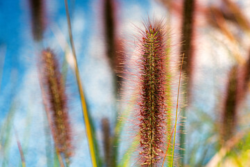 The wolf grass planted in the park provides visitors with a viewing experience