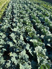 キャベツ畑