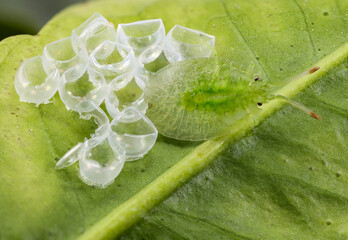 Bronze Orange Bug &ndash; Egg Shells and 1st Instar