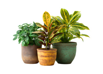 Fototapeta premium Colorful Houseplant Collection in Rustic Pots against a transparent background