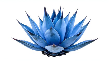 Blue agave plant with sharp thorns, isolated on a white background