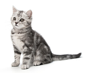 Gray tabby kitten, sitting isolated on white background. Cute portrait animal Pet Studio shot