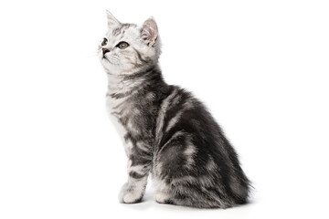 Tabby British shorthair kitten sitting isolated on white background. Striped gray small baby cat sitting posing side view, looks away to left up of camera. Pet animal Studio shot portrait