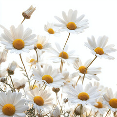 Field of white daisies with bright yellow centers swaying gently in breeze under soft natural light, creating peaceful and cheerful floral scene