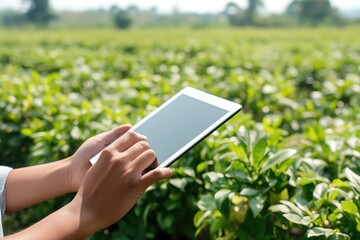 A person using a tablet in a lush green tea field, blending technology with nature.