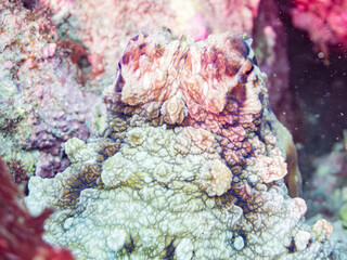 擬態するワモンダコ, Big Blue Octopus, Octopus cyanea,...